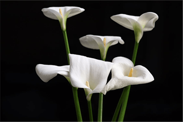 White flowers on black background